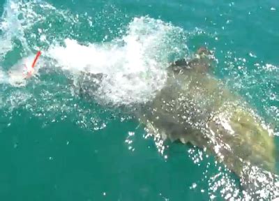 International Fishing News: USA: giant goliath grouper attacks a barracuda