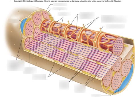 Sarcoplasmic Reticulum Diagram Diagram | Quizlet