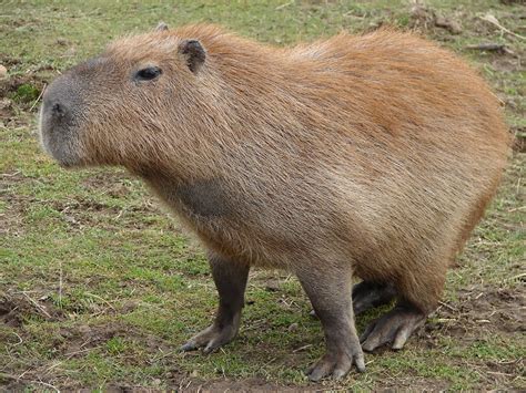 Capybara Animals | Amazing Facts & Latest Pictures | All Wildlife Photographs