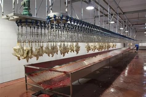 Blood Slaughter Equipment/ Chicken Conveyor - Buy Slaughter Equipment Suppliers,Slaughtering ...