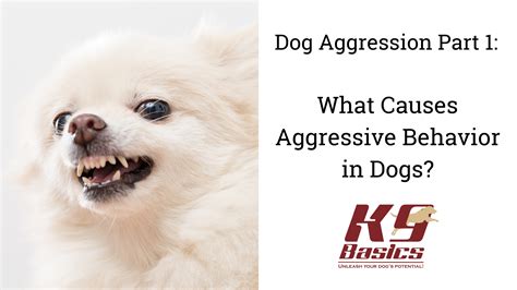 Dog Aggression Part 1: What Causes Aggressive Behavior in Dogs