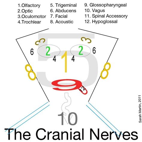 Cranial Nerves! easiest way to remember Nursing School Tips, Nursing Study, Nursing Tips ...