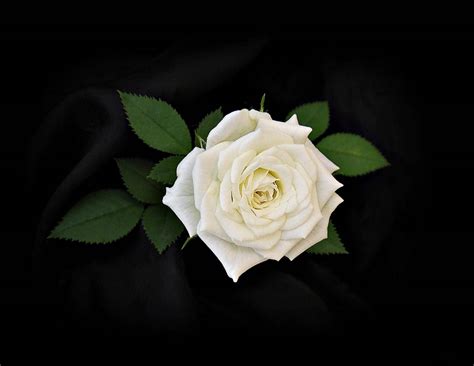 White Rose Wallpapers HD