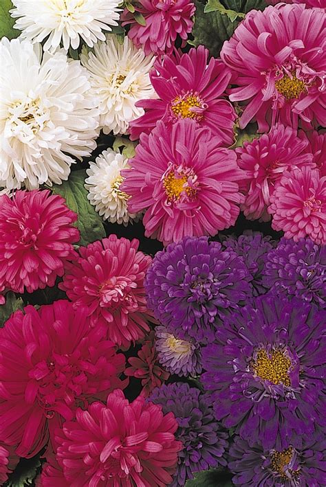 Callistephus chinensis 'Pot 'N Patio' Aster | Garden Center Marketing