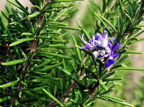 How to grow Rosemary | Growing Rosemary plant in containers | Rosemary care - NatureBring