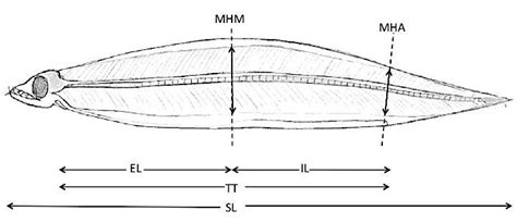 2: Schematic drawing of leptocephalus larvae of the European eel... | Download Scientific Diagram