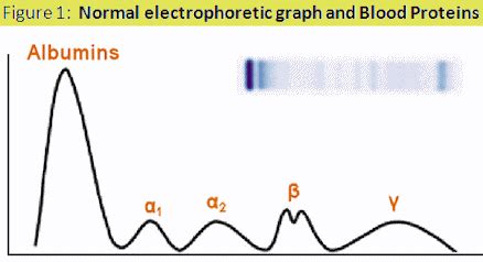 Protein electrophoresis and Levels of Health - Homeopathy