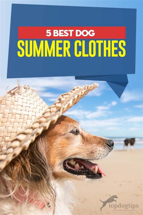 The Best Dog Summer Clothes (Anti-UV Rays, Cooling Clothes and More)