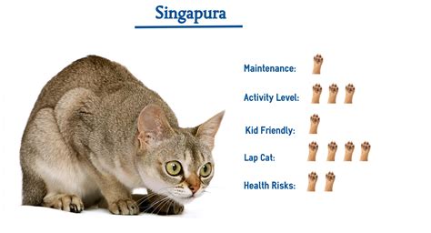 Singapura Cat Breed… Everything that You Need to Know at a Glance!