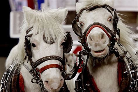 BOOMER & SOONER: THE OKLAHOMA HORSE-PIGS - Barking Carnival