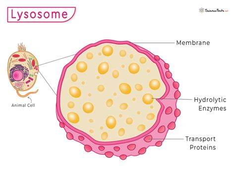 Lysosome – Definition, Location, Structure, and Functions