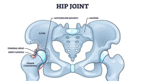 Hip Joint Anatomy - Exercises For Injuries