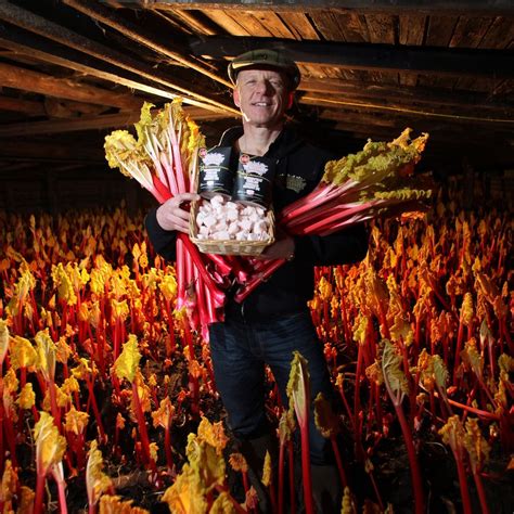 Yorkshire's Rhubarb Triangle - forcing the pace on a Spring treat ...