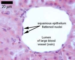 Epithelial Cells - Simple - Stratified - TeachMePhysiology