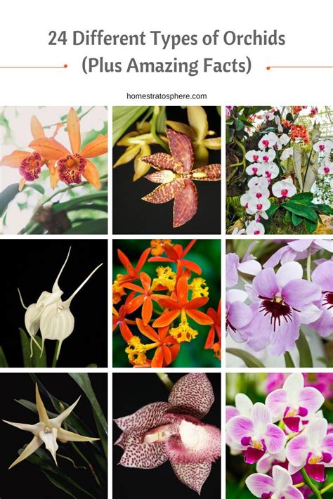 The Orchid Alphabet: A Blooming Spectacle of 26 Exquisite Orchids that Will Ignite Your Passion ...