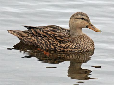 Mallard | Duck species, Mallard duck, Mallard