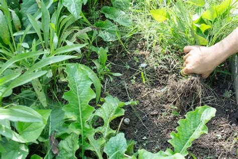 Common Garden Weeds Identification