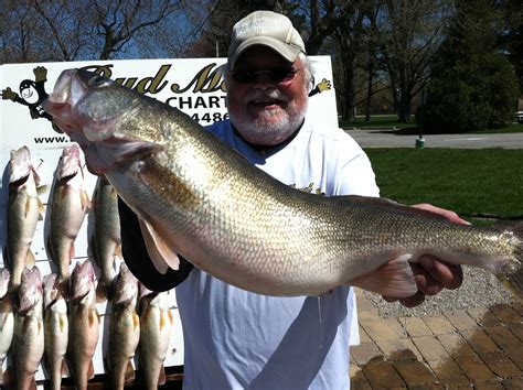 Lake Erie Walleye Fishing Reports: AWESOME LAKE ERIE WALLEYE FISHING