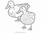 Pair Of Ducks Coloring Page For Kids  Free Printable sketch template