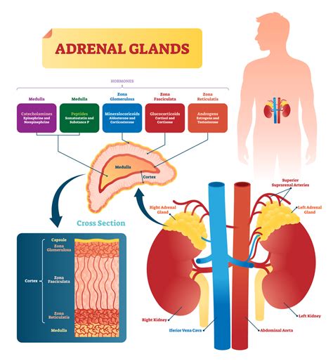 PGT for Congenital Adrenal Hyperplasia | Sharing Healthy Genes