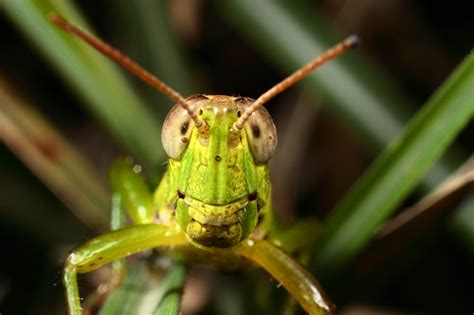 Grasshopper | Wildlife | The Wildlife