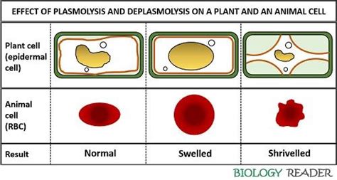 Determination of the effect of tonicity on plasmolysis and deplasmolysis in plant cells or in ...