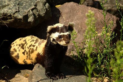 European Marbled Polecat | Cute ferrets, Pet birds, Cute animals