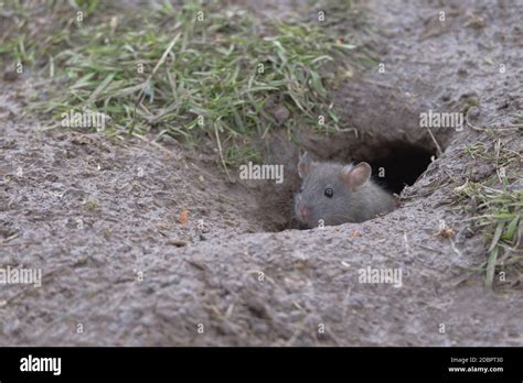 Young baby brown rat, Rattus norvegicus, pokes head and face out of a ...