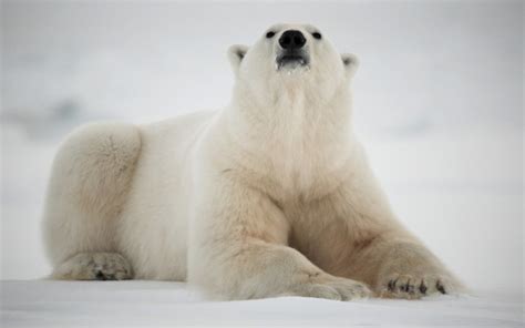 Why Are Polar Bears White? | Wonderopolis