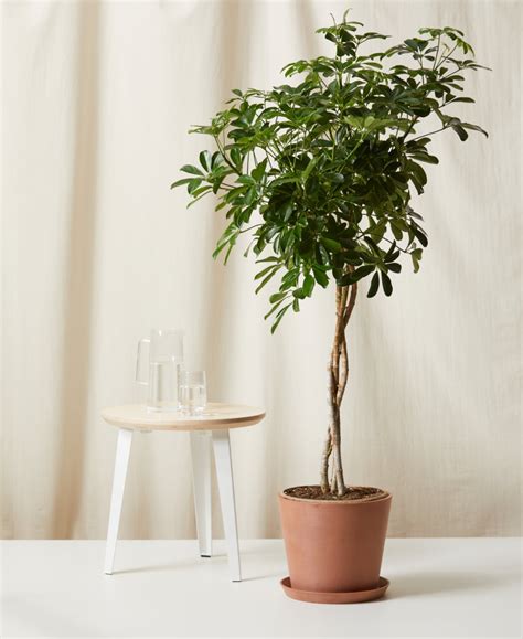 Coffee Plant 101: How to Care for Coffee Plants | Bloomscape