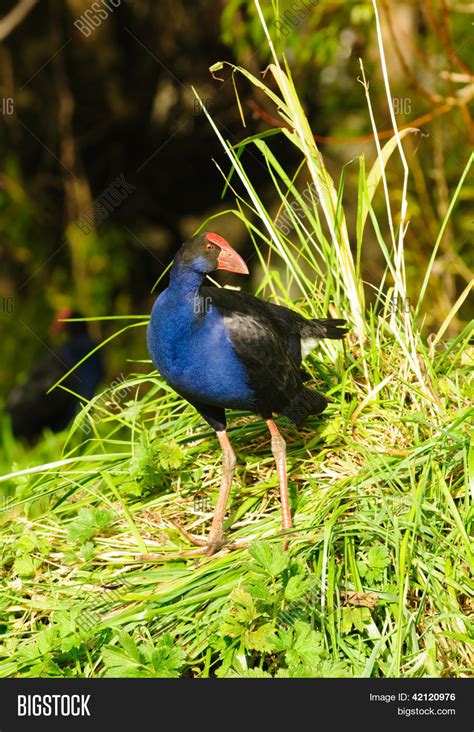 New Zealand Pukeko, Image & Photo (Free Trial) | Bigstock