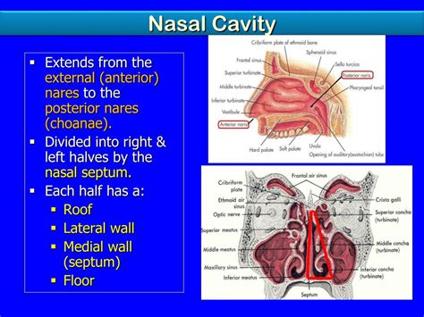 Ppt Nose Nasal Cavity Paranasal Sinuses Powerpoint Presentation | My ...