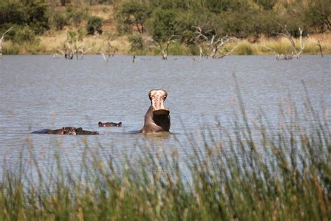 Where you go I go..: Pilanesberg National Park