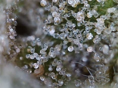 1034 best Trichome images on Pholder | Microgrowery, Macro Porn and Autoflowers