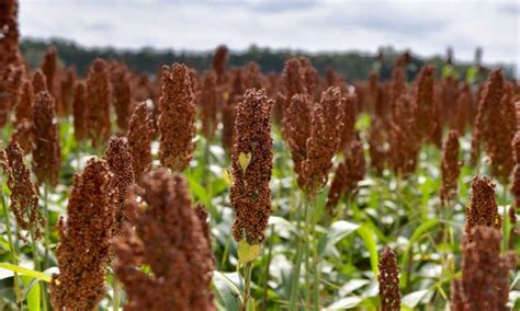 Sorghum Plant: Food, Silage, And More - Make House Cool