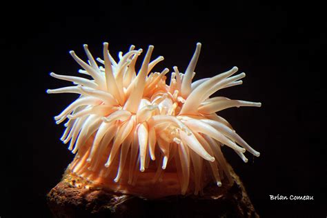 PHYLUM CNIDARIA sea anemone | Kingdom Animal I | Pinterest | Sea anemone, Animal kingdom and Animal