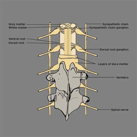 [Figure, Dorsal root ganglion, vertebrae, grey and white matter ...