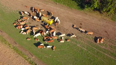 Aerial View Of Moving Cows. Cattle Herd From Bird Eye View. Drone ...