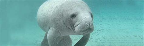 Manatee Species