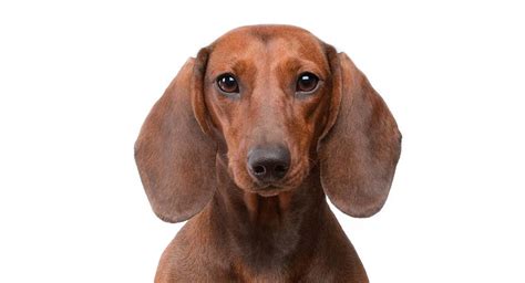 Dachshund Names – 300 Ways To Name Your Wiener Dog