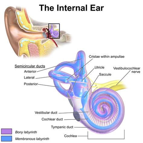 Inner ear - Wikipedia