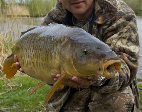 Carp - Fishing in Wales