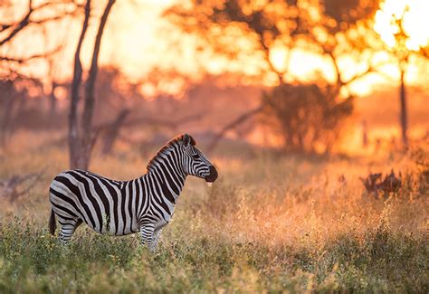 African Safari articles - Most Likely Animals You'll See in Botswana