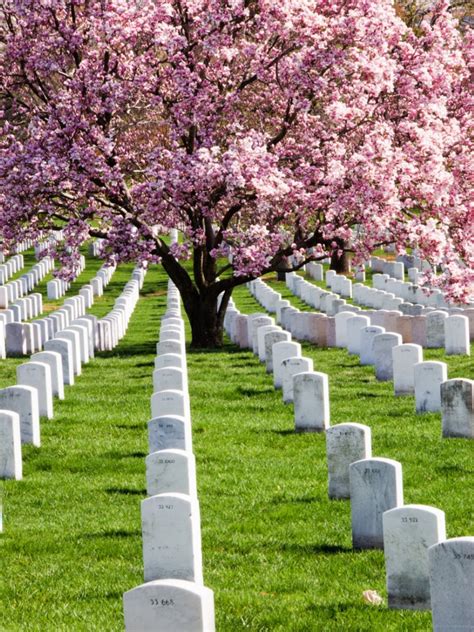 Memorial Trees – Planting Trees In Memory Of A Loved One