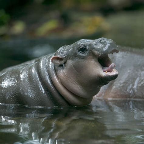 Baby hippo : r/babyanimals