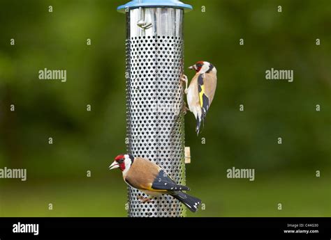 Goldfinch, Carduelis carduelis feeding on niger bird seed feeder, UK ...