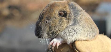 Gopher Removal Melbourne | Gopher Trapping & Removal Service