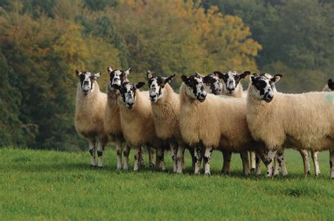 Mule - North of England | Sheep breeds, Barnyard animals, Knitting