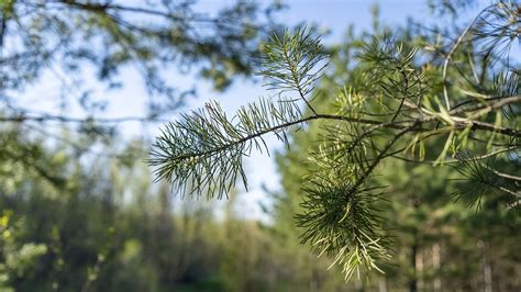 Needles Christmas Tree Forest - Free photo on Pixabay - Pixabay