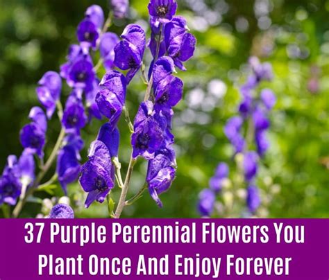 37 Purple Perennial Flowers You Plant Once And Enjoy Forever